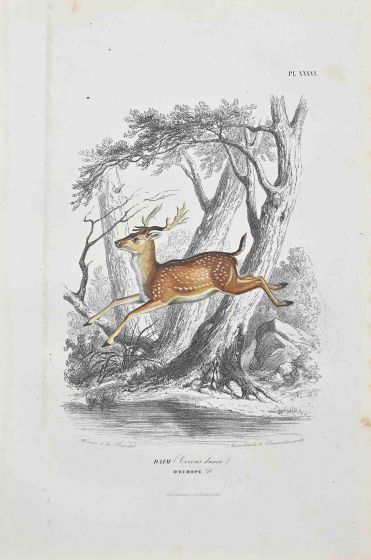 Paul Gervais - Deer - Modern Art