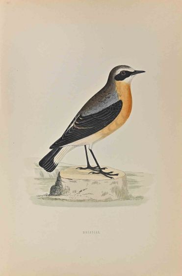Wheatear