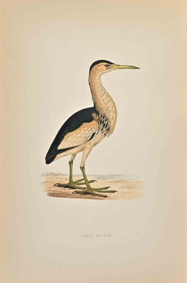 Little Bittern