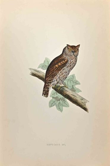 Scops-Eared Owl