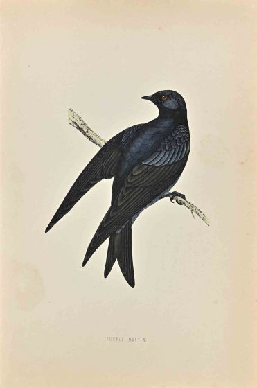 Purple Martin
