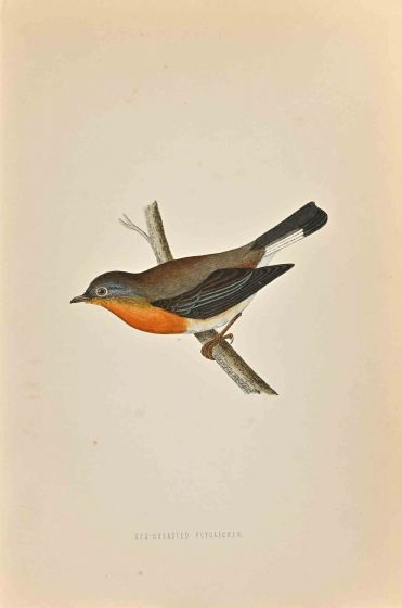 Red-Breasted Flycatcher