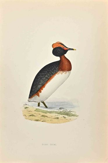 Dusky Grebe