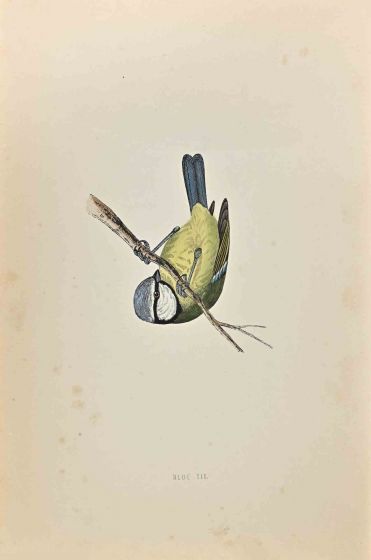 Blue Tit