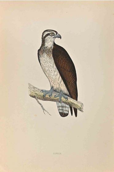 Osprey