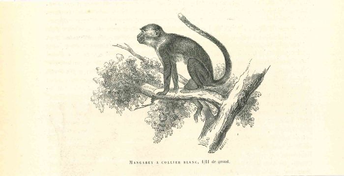 The Monkey