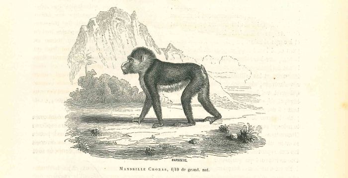 The Gorilla