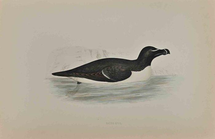Razor- Bill