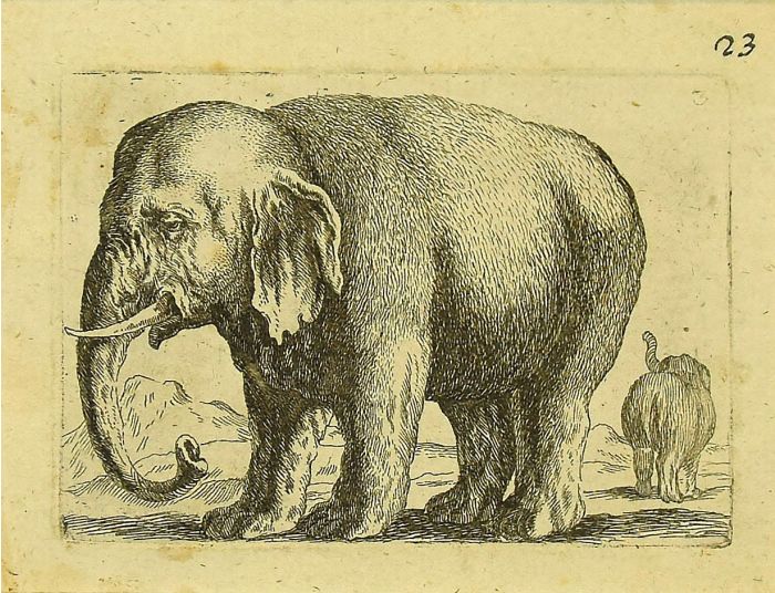 The Elephant by Antonio Tempesta - Artwork 