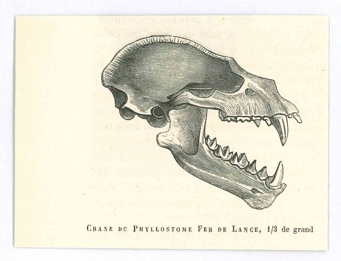 The Skull