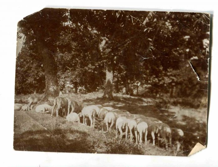 Anonymous - The Old Days Photo - Animals - Historical Photograph 