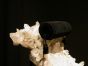 Chaise Longue by LCQUARTZ - Design Furniture 