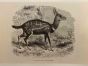 The Antelope