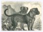 The Dogs