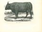 The Ox