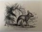 The Rabbit