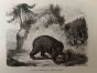The Bear
