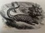 Pangolin De L'Inde