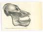 The Skull