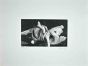 Lovers II 