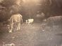The Old Days  Photo - Herd