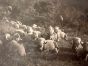 The Old Days  Photo - Herd