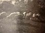The Old Days  Photo - Herd