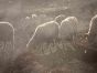 The Old Days  Photo - Herds