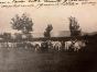 The Old Days  Photo - Herds in Grosseto (Maremma, Tuscany)