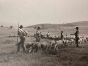 The Old Days  Photo - Herds in the Maremma (Tuscany)