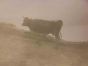 The Old Days Photo - Cow in the Maremma (Tuscany)