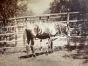 The Old Days Photo - Horse - Vintage Photograph 