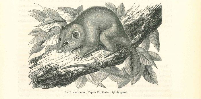 The Mouse