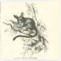 Galago
