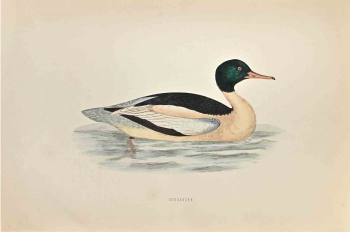 Goosander