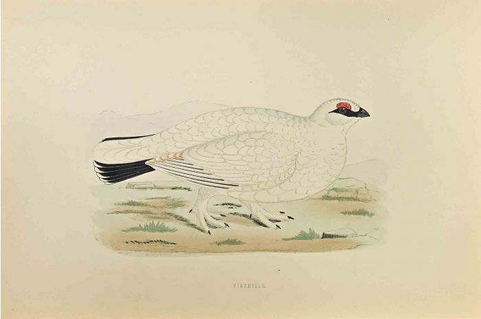 Ptarmigan