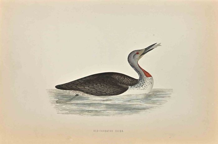 Red-Throated Diver