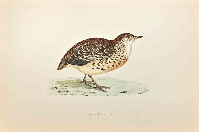 Andalusian Quail