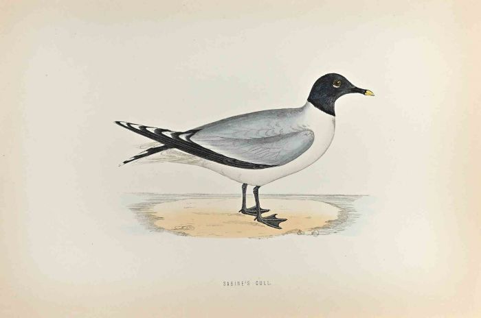 Sabine's Gull