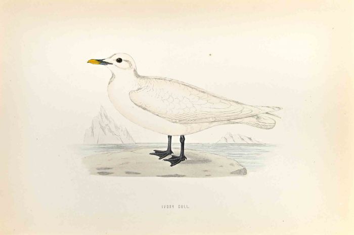 Ivory Gull