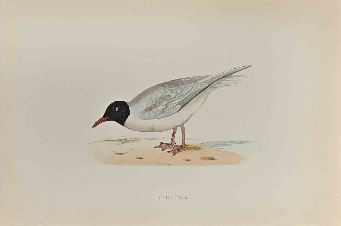 Little Gull