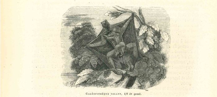 Galéopithèque Volant