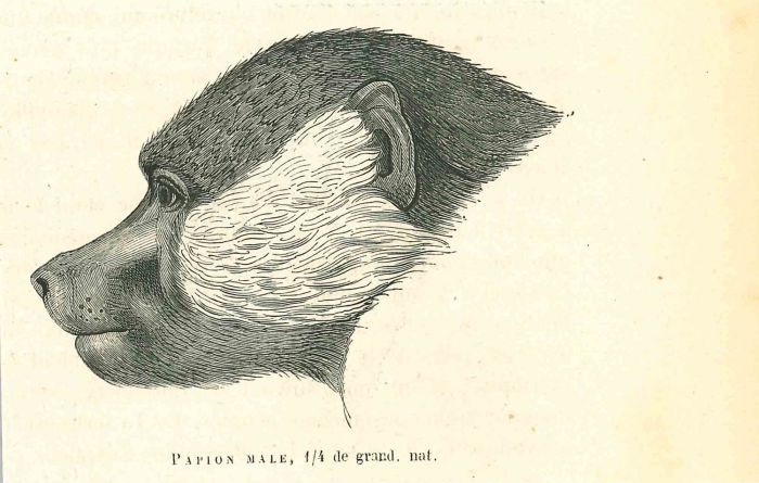 Papion Male