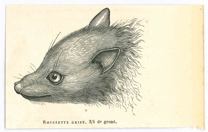 The Mouse