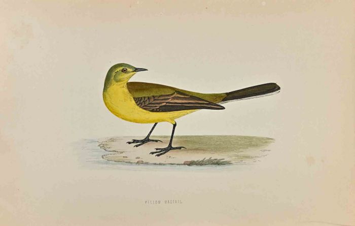 Yellow Wagtail