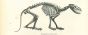 The Skeleton