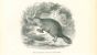 Ornithorhynque Paradoxal