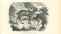 Cerf Gueul