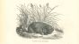 Lagomys Alpin