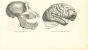 The Skull
